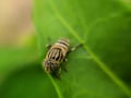 Eristalinus aeneus is a species of hoverfly.insect micro and macro image of insect in indian village garden insect imageÃÂ  Royalty Free Stock Photo